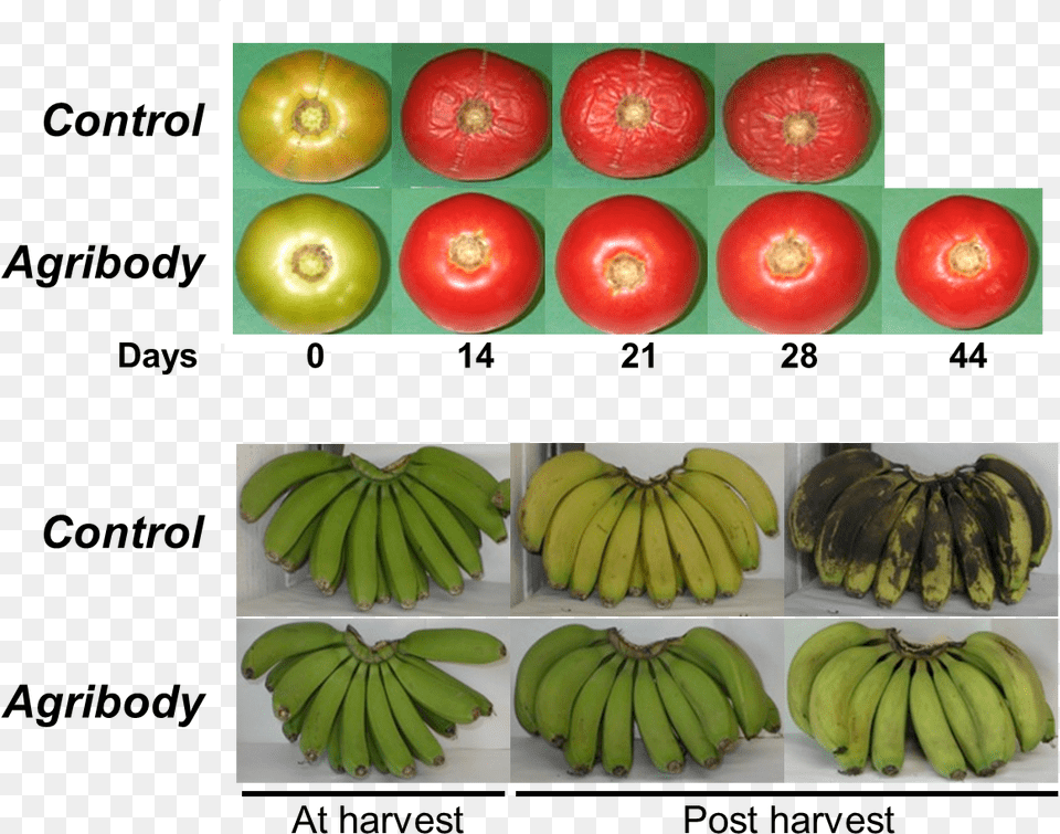 It Is Very Clear That These Impressive Findings Are Seedless Fruit, Banana, Food, Plant, Produce Png