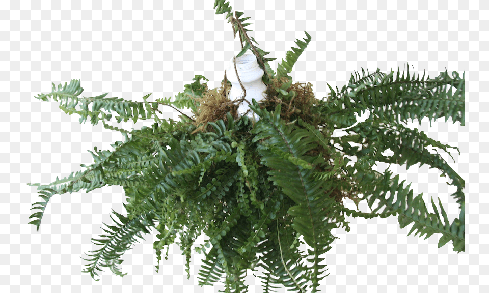It Might Include Wandering Jew Asparagus Ferns Caladium Angiopteris Evecta, Fern, Plant, Potted Plant, Pottery Free Png Download