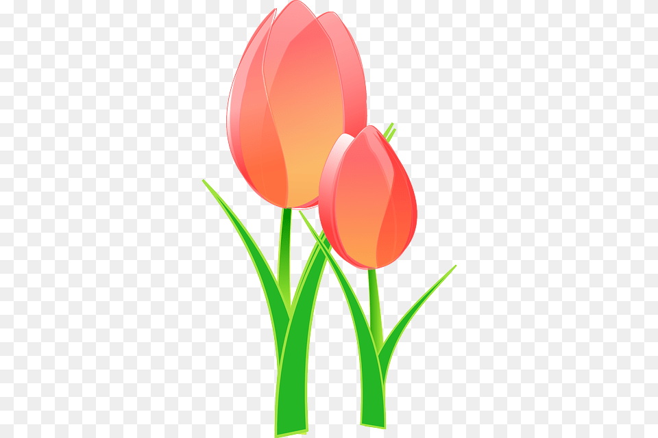 It Seems Like I39ve Been On A Flower Theme The Last Tulips Clip Art, Plant, Tulip, Dynamite, Weapon Free Png Download