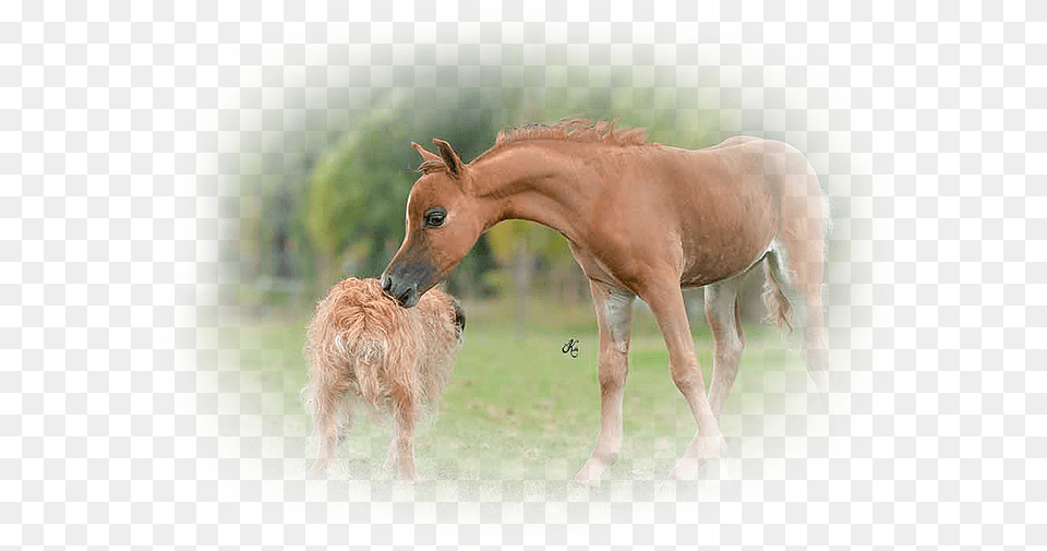 It Was An Amazing Foaling Season Most Of Them Are Offered Foal, Animal, Mammal, Horse, Canine Free Png Download