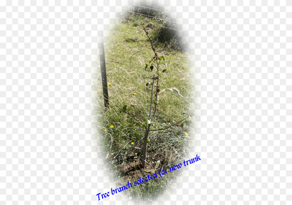 It Was Unfortunate That The Main Trunk Of The Tree Pond Pine, Plant, Grass, Vegetation, Flower Free Png
