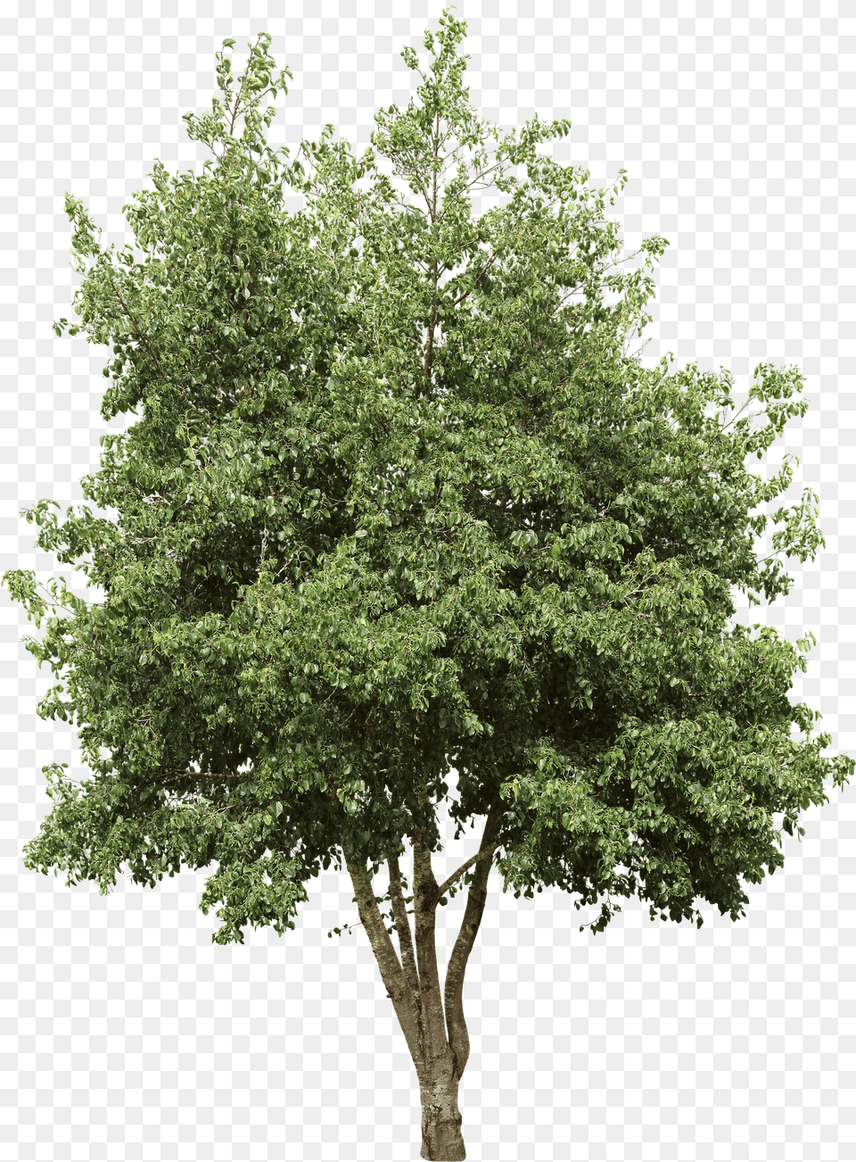 Italian Alder High Resolution Birch Tree Free Transparent Png