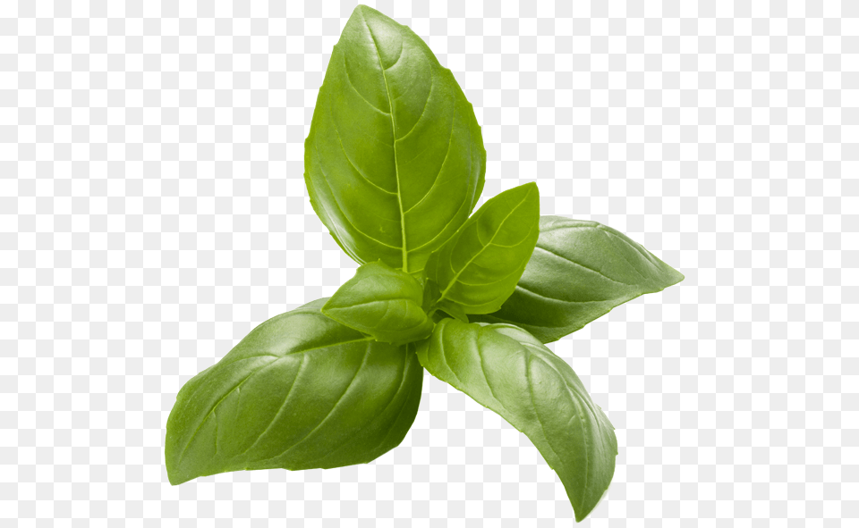 Italian Basil, Herbal, Herbs, Leaf, Mint Free Transparent Png