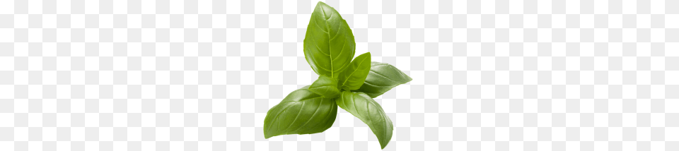 Italian Basil, Herbal, Herbs, Leaf, Mint Free Png