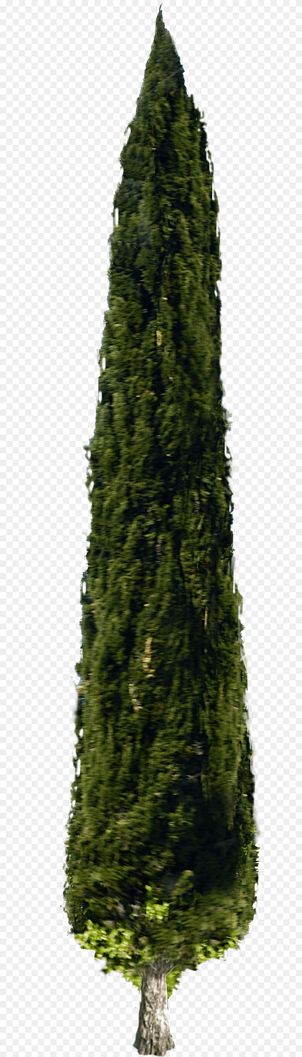 Italian Cypress Cypress, Conifer, Fir, Plant, Tree Free Transparent Png