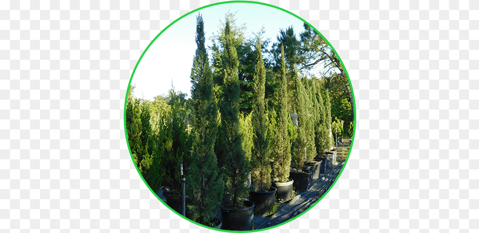 Italian Cypress Pond Pine, Conifer, Plant, Tree, Fir Free Png
