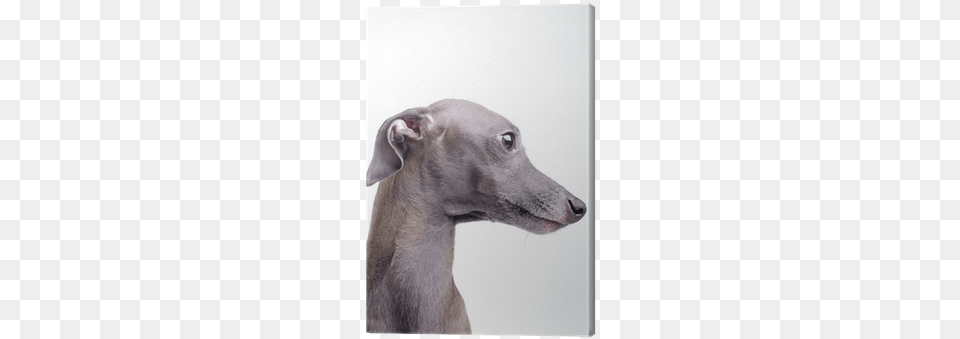 Italian Greyhound, Snout, Animal, Canine, Dog Free Png