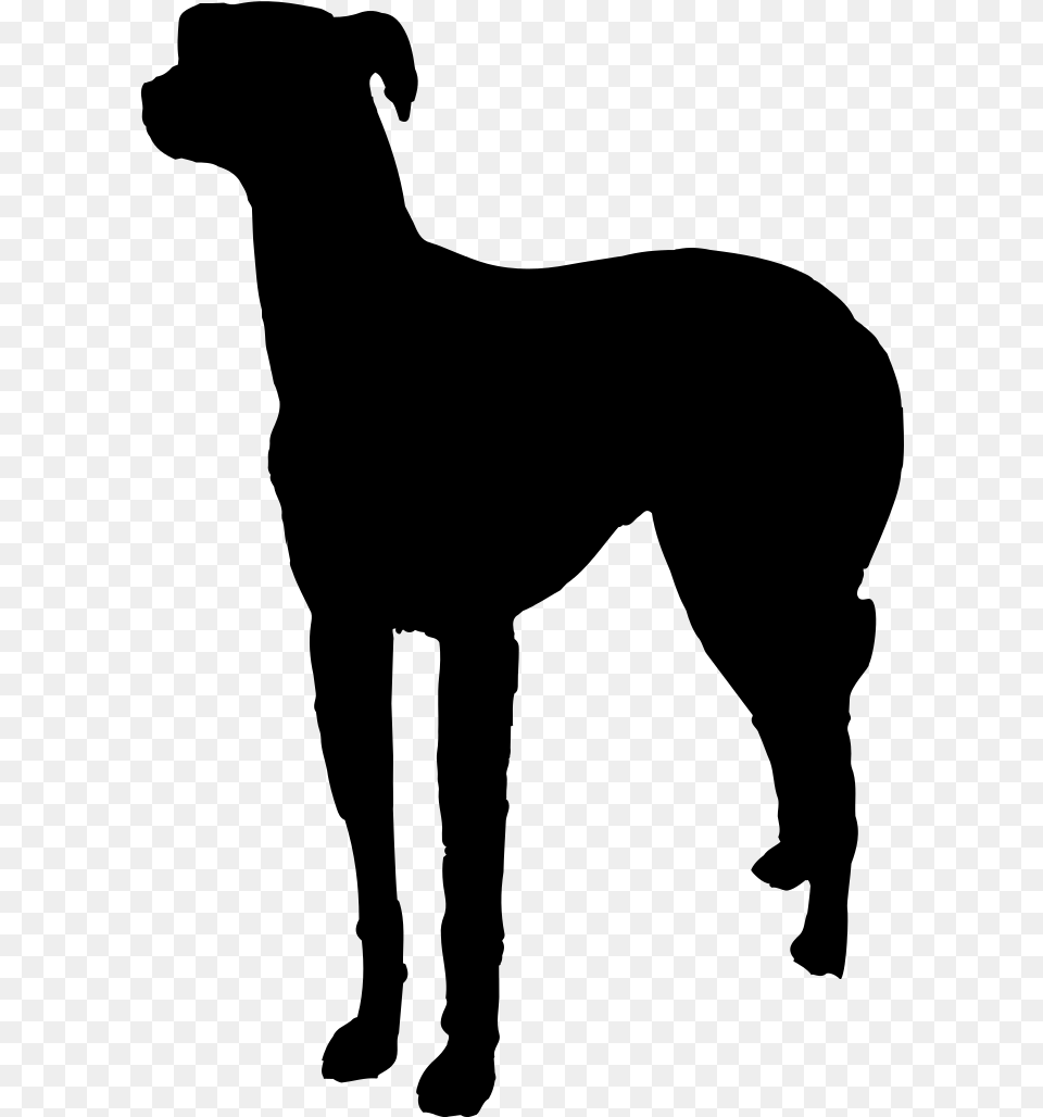 Italian Greyhound Pet Sitting Dog Walking Dog Breed Rampur Greyhound, Gray Free Png Download