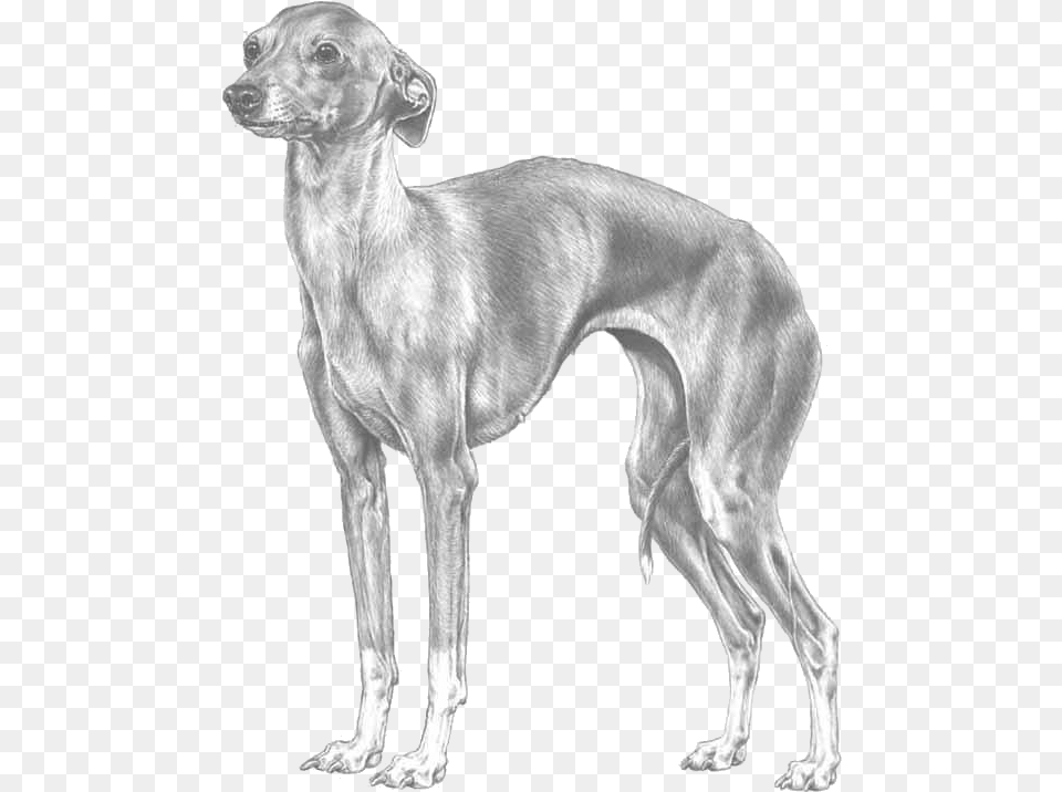 Italian Greyhound Svensk Vinthund, Animal, Canine, Dog, Mammal Png