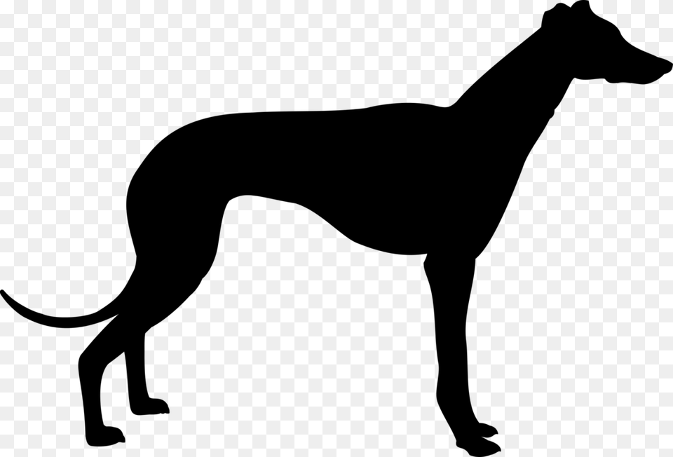 Italian Greyhound Whippet Animal Silhouettes, Gray Png Image