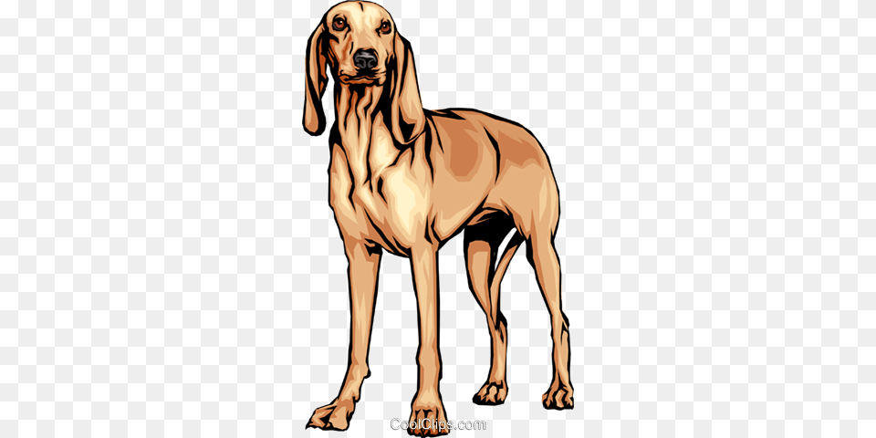 Italian Hound Royalty Vector Clip Art Illustration, Animal, Canine, Mammal, Pet Free Png