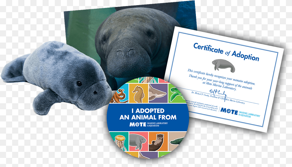 Items Included In Buddy Package Adopt A Jellyfish Certificate, Animal, Bear, Mammal, Wildlife Png