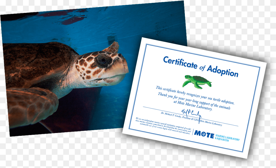 Items Included In E Pal Package Sea Turtle Adoption Certificate, Sea Turtle, Sea Life, Reptile, Animal Png