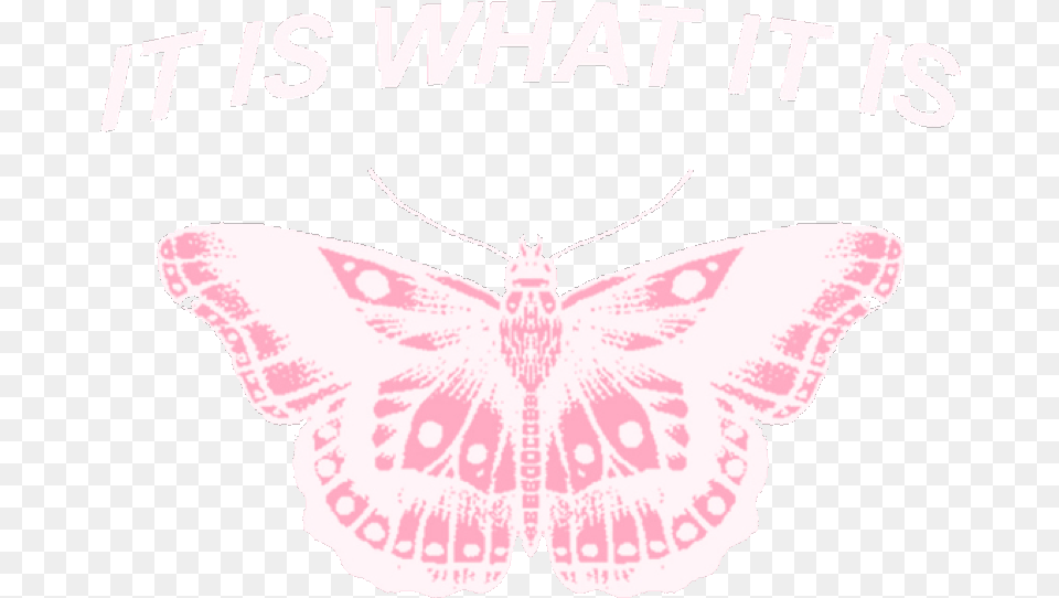 Itiswhatitis Pink Butterfly Quote Pinkaesthetic Harry Styles Lockscreen Pink, Animal, Insect, Invertebrate, Moth Free Png