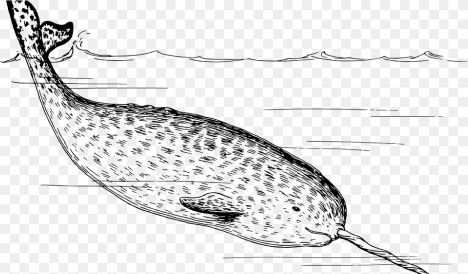 Its A Tooth Black And White Narwhal, Gray Free Png Download