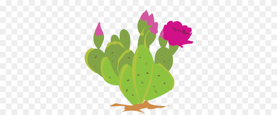Its Cactus Week On Inaturalist Feb, Flower, Plant, Rose Free Transparent Png