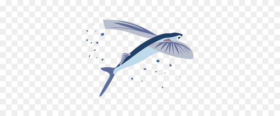 Its Fish Week On Inaturalist Feb, Animal, Sea Life, Shark, Blade Free Png Download