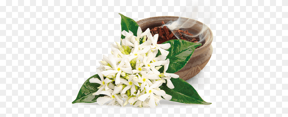 Its Luxurious Oil Is Relaxing And Soothing Neroli Citrus Aurantium Essential Oil 100 Pure, Flower, Flower Arrangement, Flower Bouquet, Plant Free Png Download