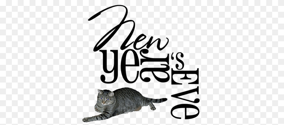 Its New Years Eve, Animal, Cat, Mammal, Pet Free Png