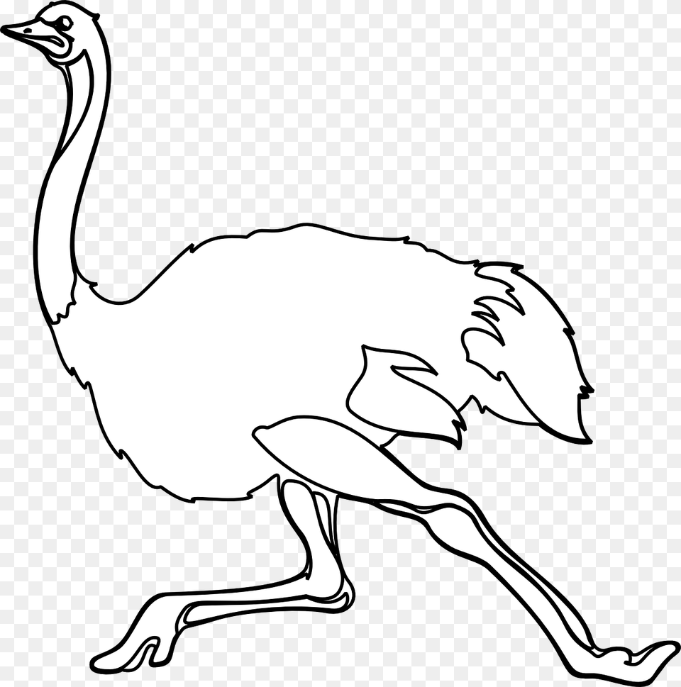Iu Black And White, Animal, Bird, Ostrich, Baby Free Png Download
