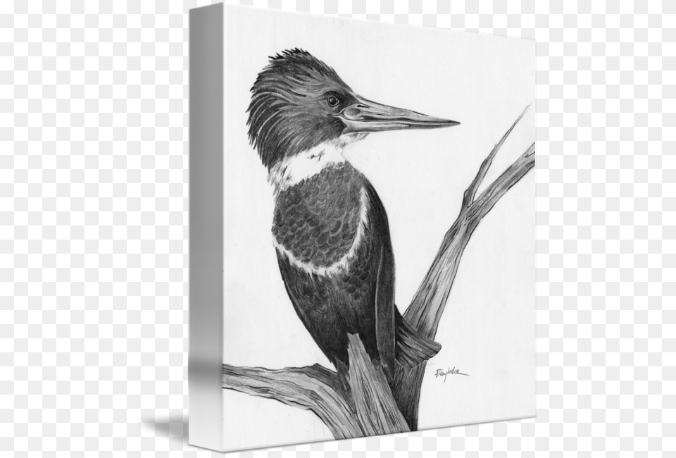 Ivory Billed Woodpecker, Art, Animal, Bird, Drawing Free Png Download