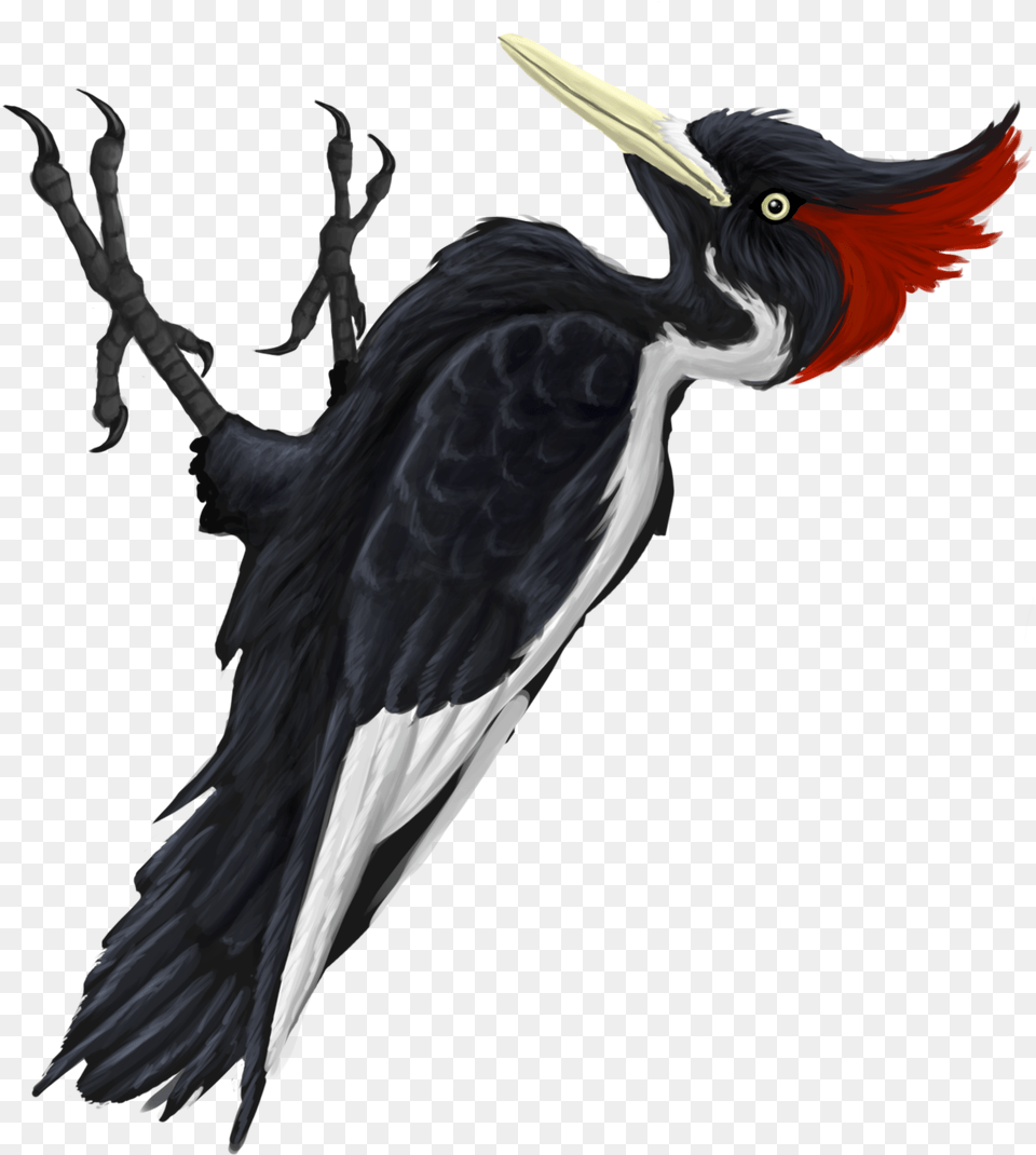 Ivory Billed Woodpecker, Animal, Beak, Bird Png