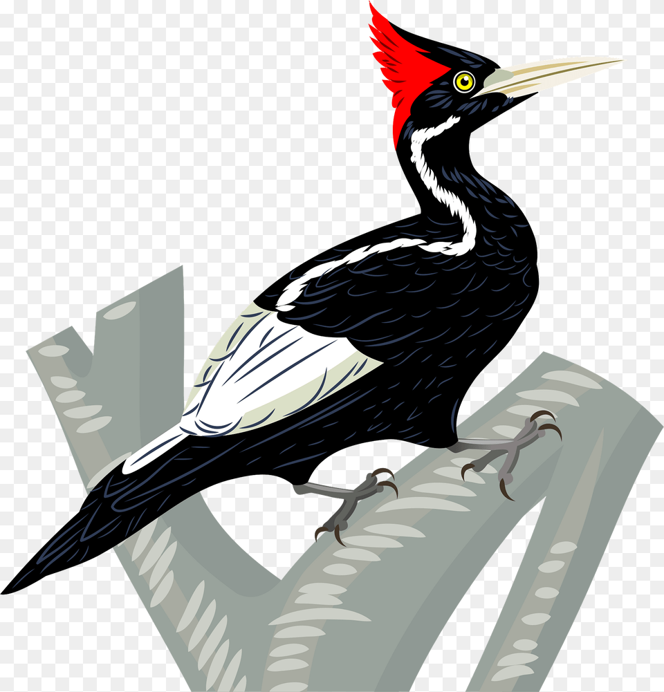 Ivory Billed Woodpecker Clipart, Animal, Bird, Beak Free Png