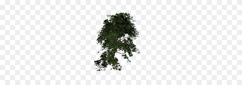Ivy Green, Oak, Plant, Tree Png Image