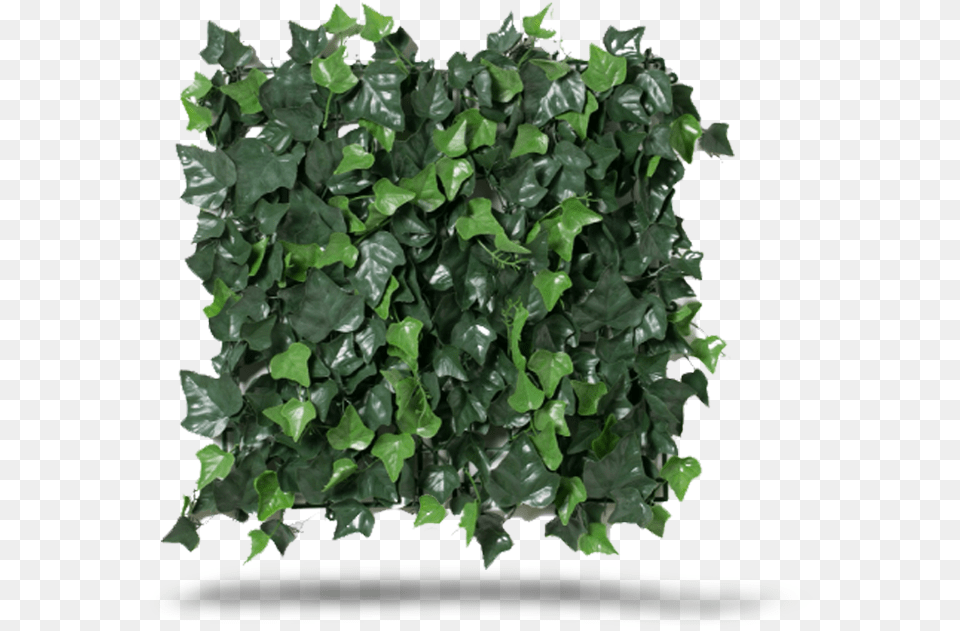 Ivy, Leaf, Plant Png Image
