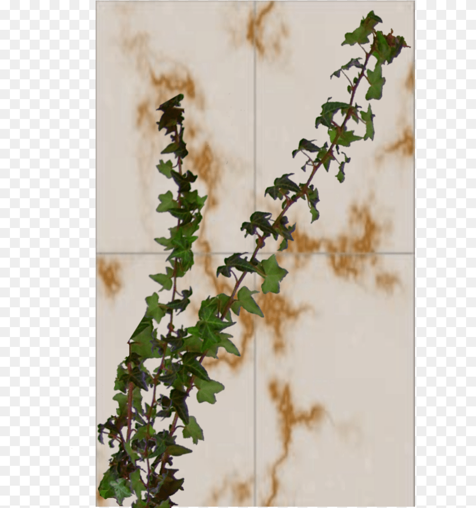 Ivy, Plant, Vine, Leaf Free Png