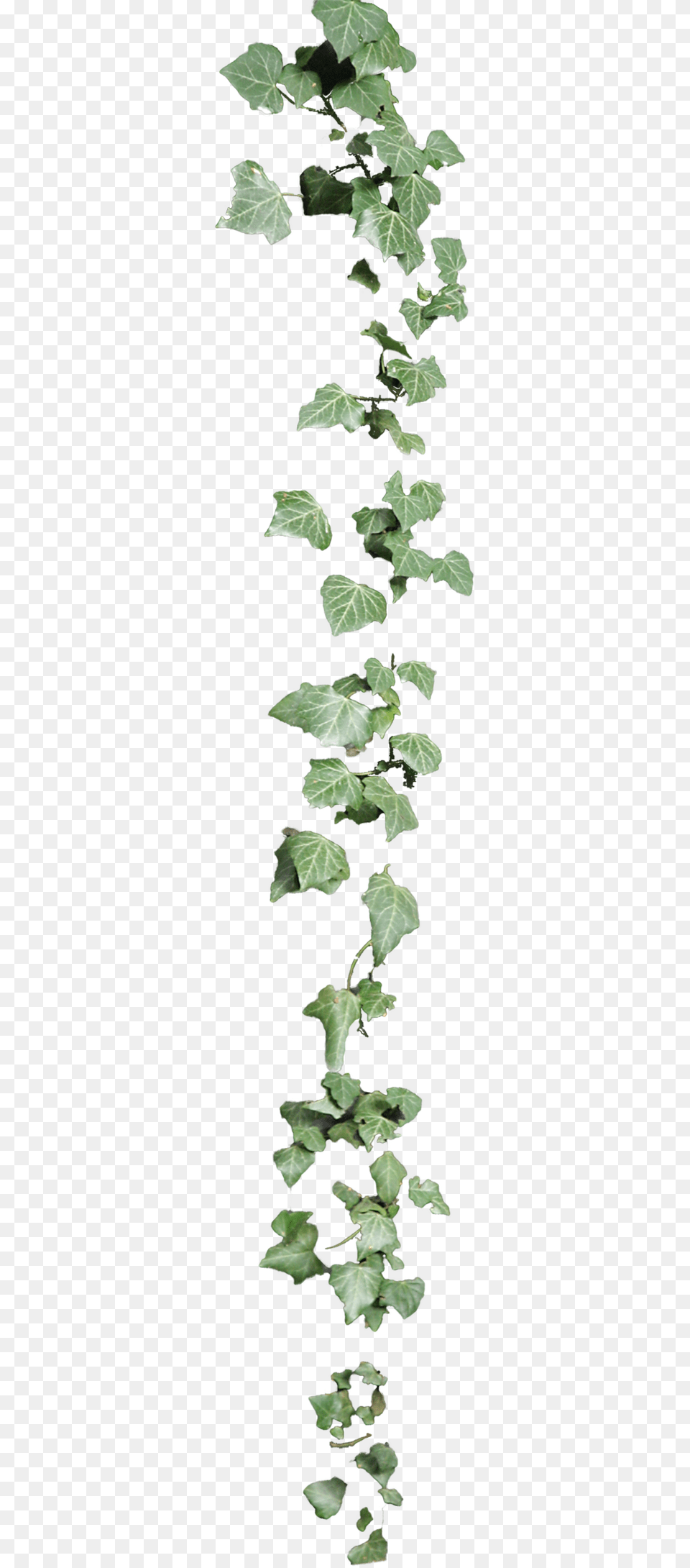 Ivy, Leaf, Plant, Green, Flower Free Png