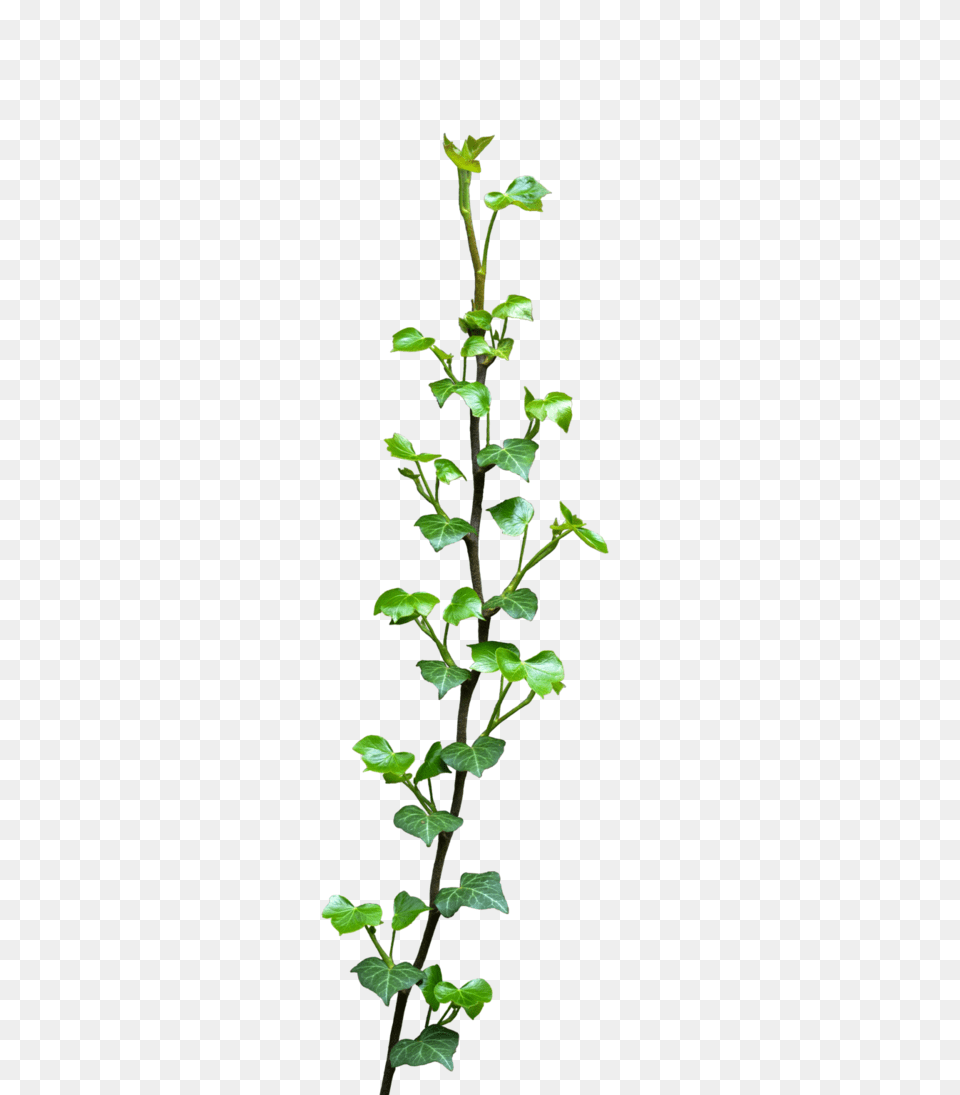 Ivy, Plant, Vine, Leaf Png