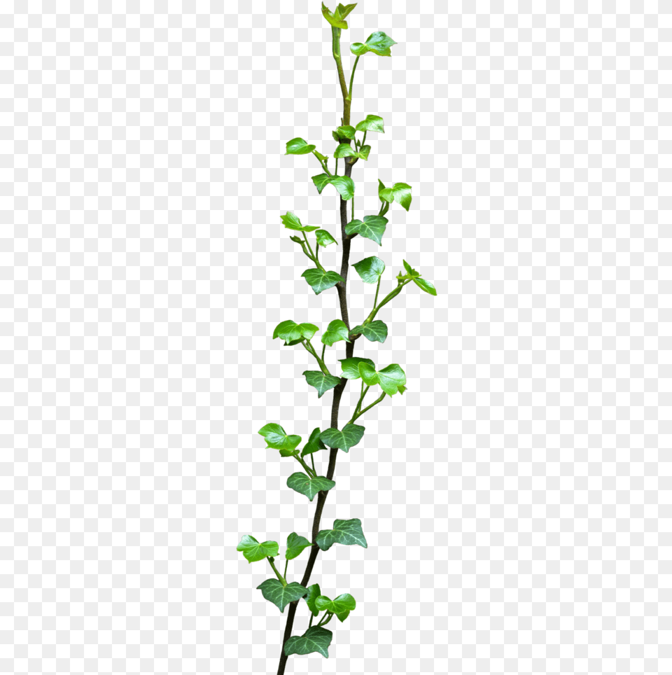 Ivy, Leaf, Plant, Tree, Flower Free Png Download