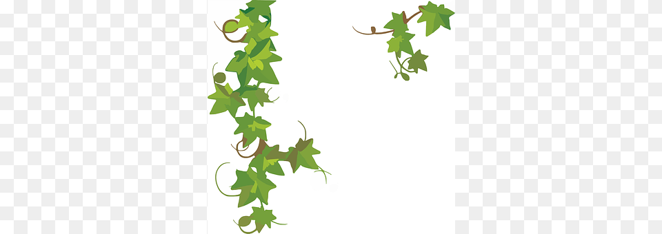 Ivy Leaf, Plant, Vine Png