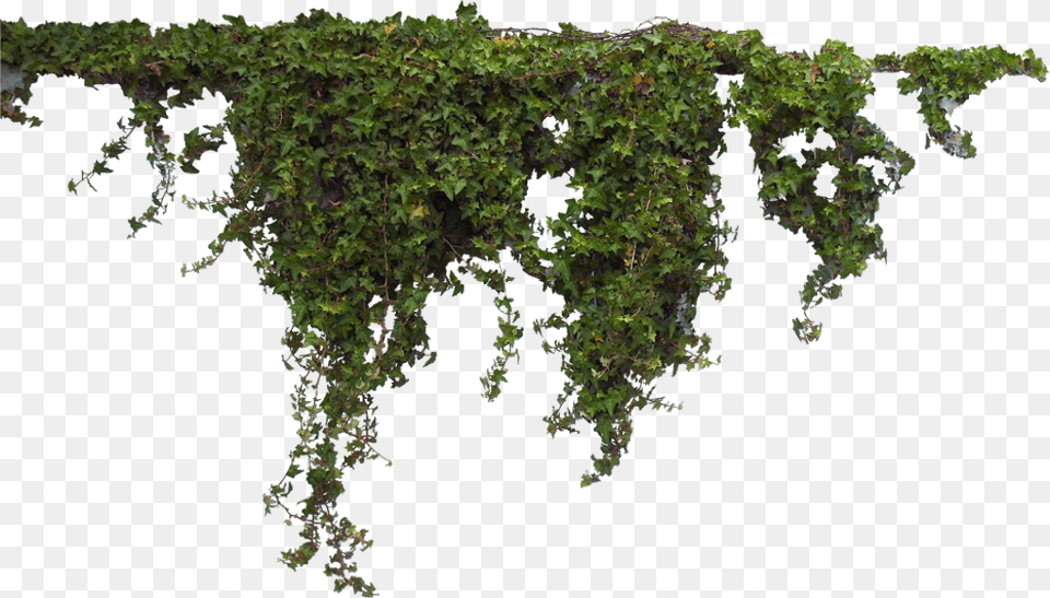 Ivy, Moss, Plant, Vine, Tree Free Transparent Png