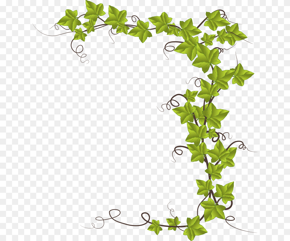 Ivy, Plant, Vine, Leaf Free Transparent Png