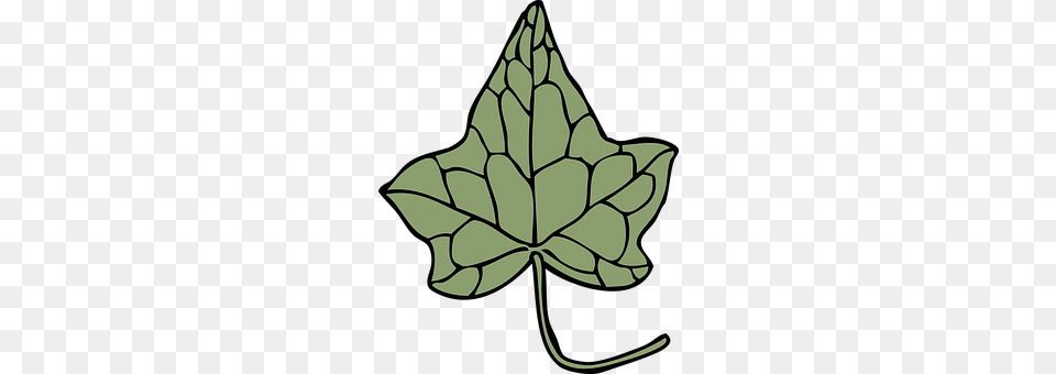 Ivy Leaf, Plant, Maple Leaf, Tree Free Png