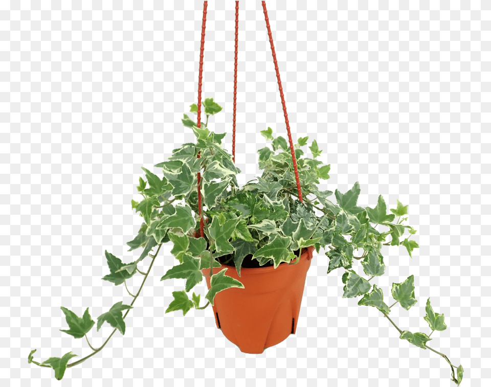 Ivy, Plant, Potted Plant, Jar, Planter Free Transparent Png