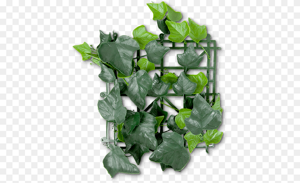 Ivy, Leaf, Plant, Vine, Flower Free Png