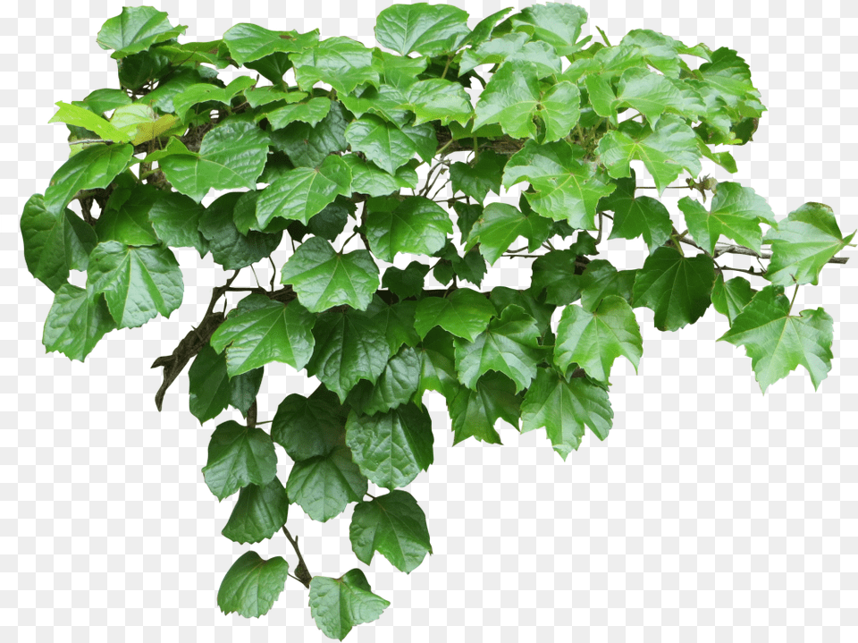 Ivy, Leaf, Plant, Vine, Tree Free Png Download