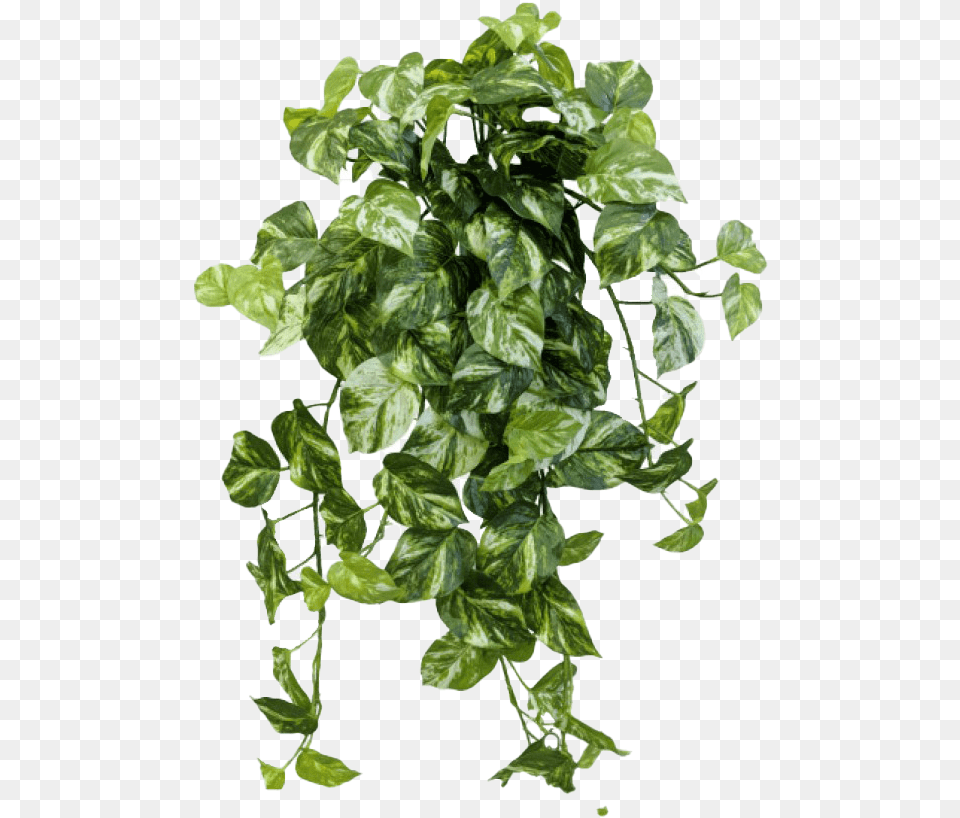Ivy, Leaf, Plant, Potted Plant, Vine Free Transparent Png