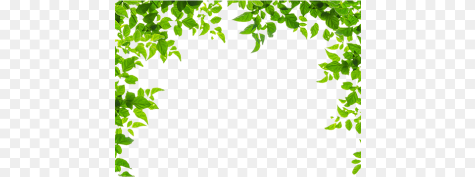Ivy Border Green Leaves Border, Leaf, Plant, Vine, Vegetation Free Png