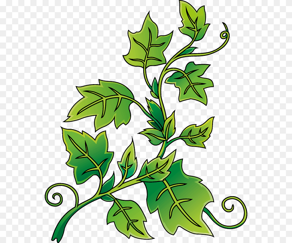 Ivy Clipart, Art, Floral Design, Graphics, Leaf Png Image