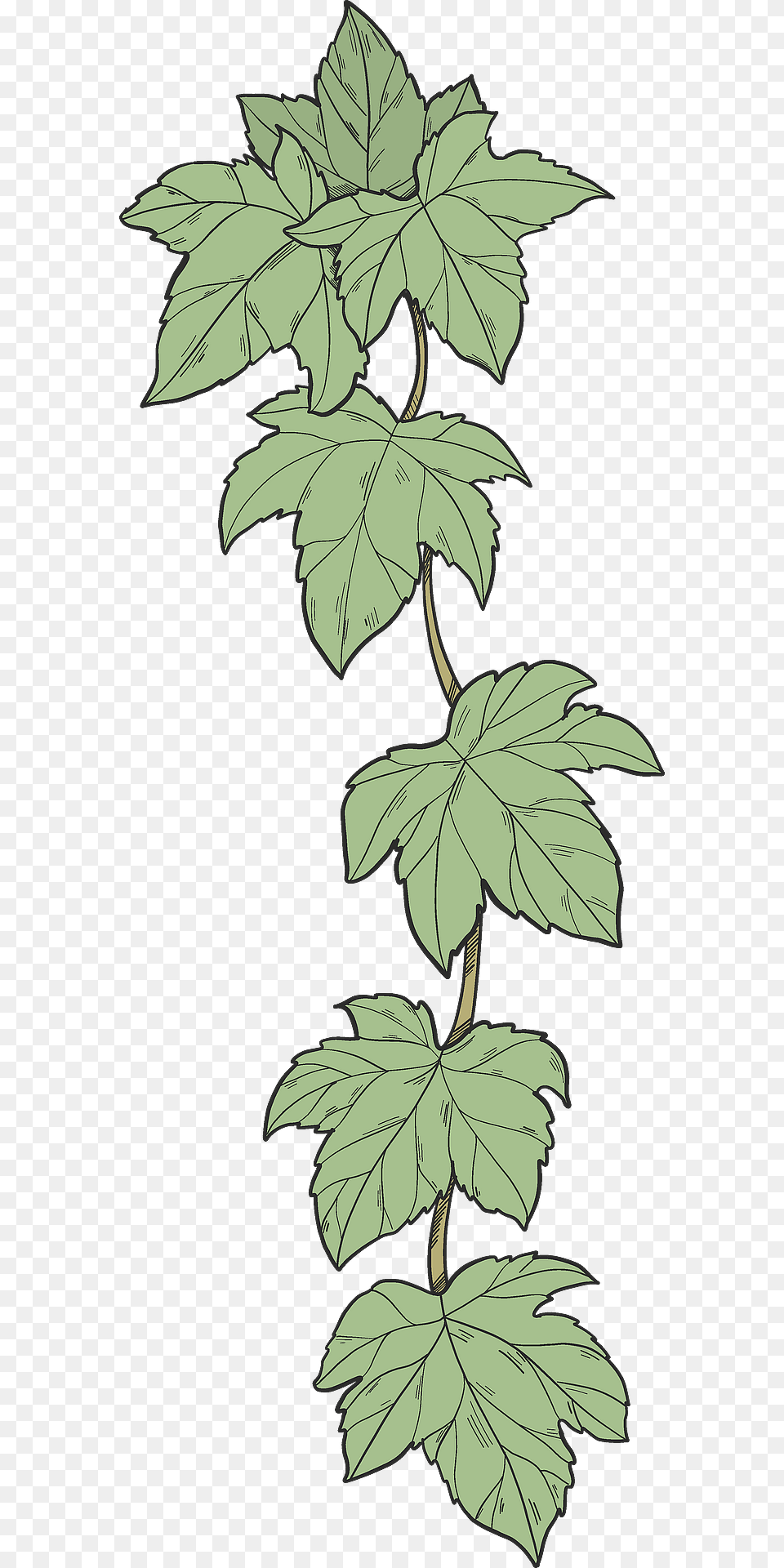 Ivy Clipart, Leaf, Oak, Plant, Sycamore Free Transparent Png
