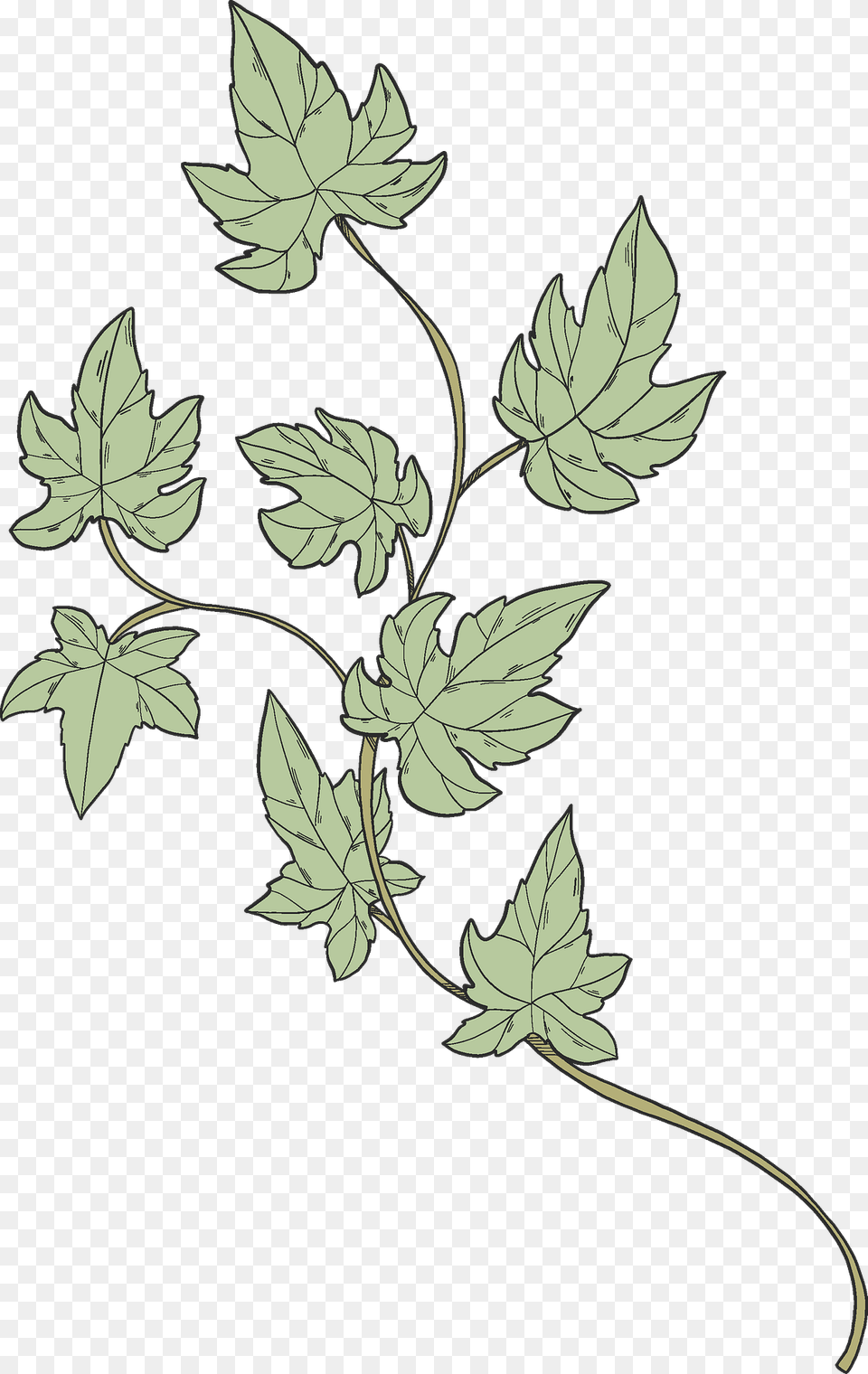Ivy Clipart, Leaf, Plant, Art, Pattern Free Png Download