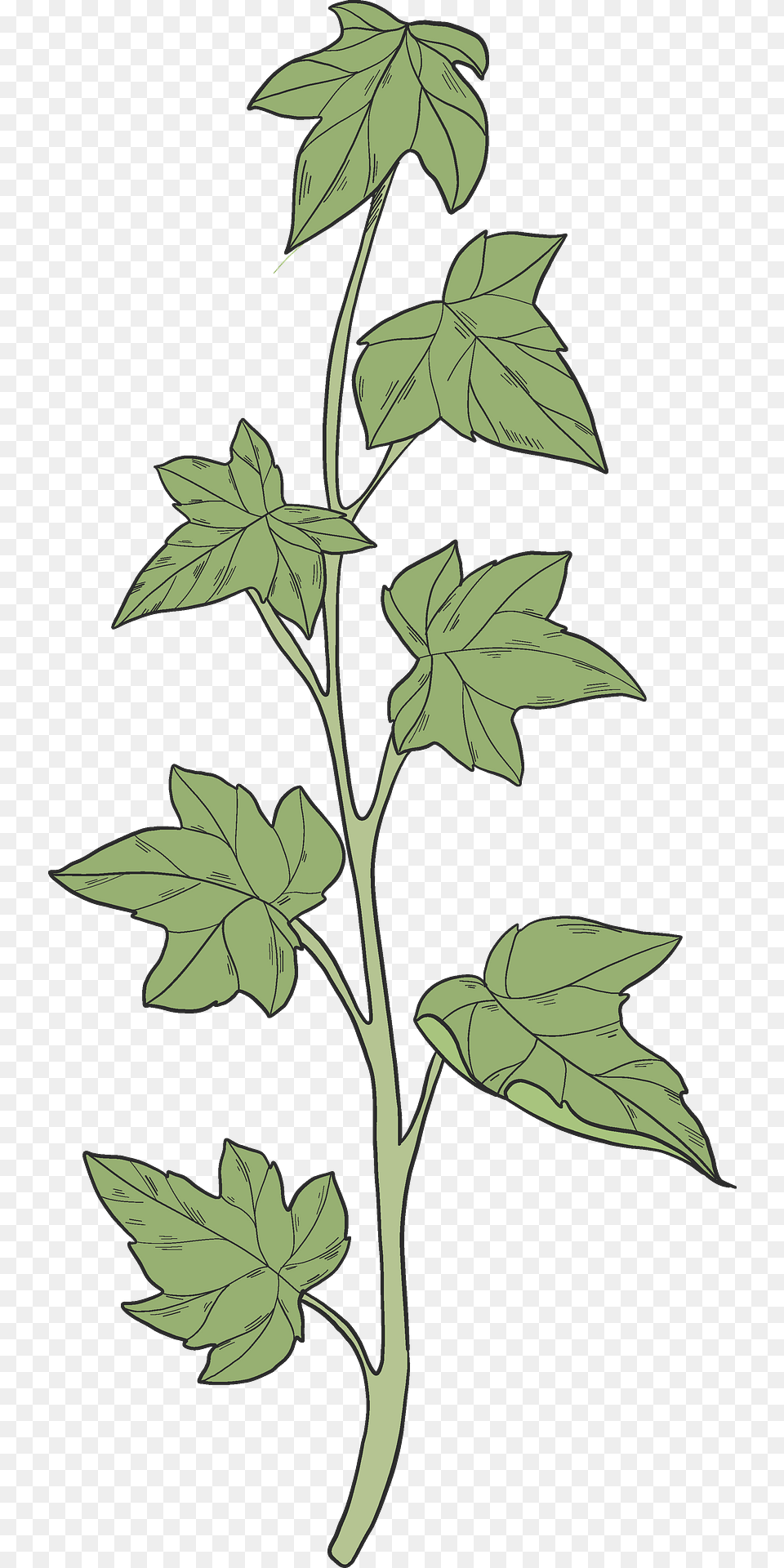Ivy Clipart Leaf, Oak, Plant, Sycamore Png Image