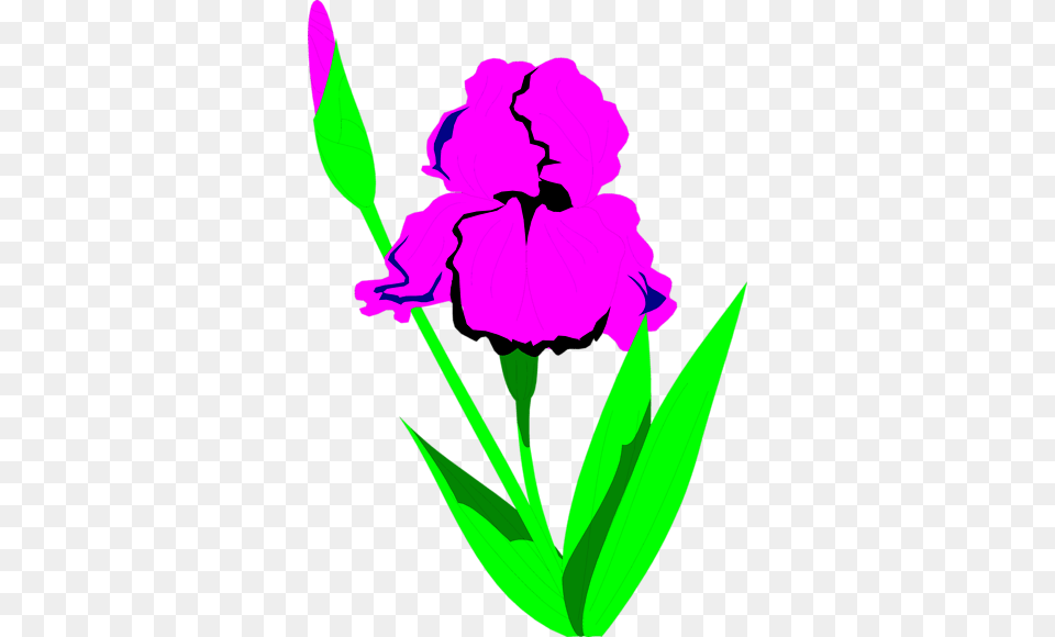 Ivy Clipart, Flower, Iris, Plant, Purple Free Png