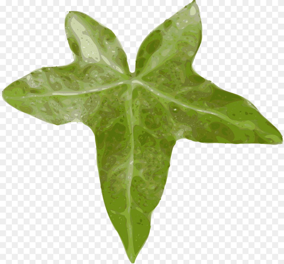 Ivy Clipart, Leaf, Plant, Tree Free Png