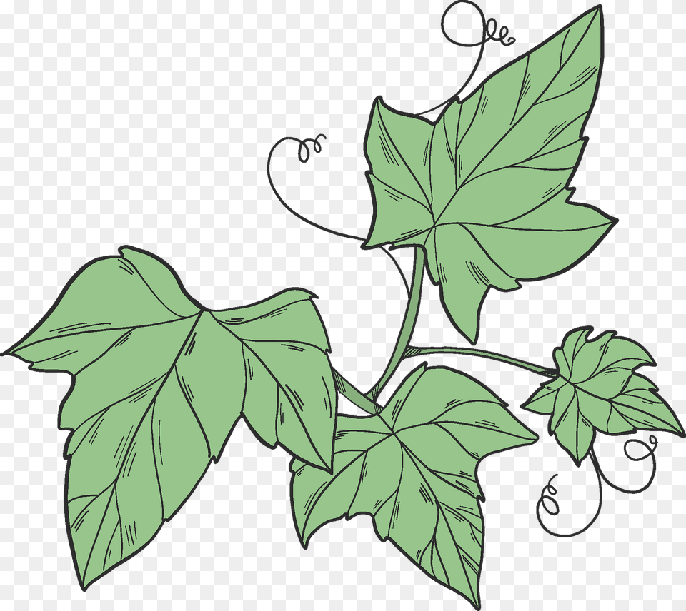 Ivy Clipart, Leaf, Oak, Plant, Sycamore Png