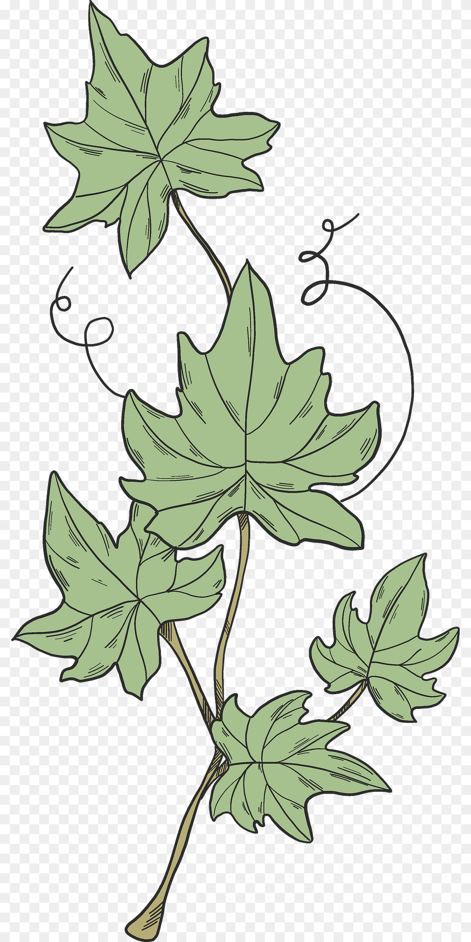 Ivy Clipart, Leaf, Plant, Oak, Sycamore Free Png